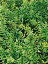 Fern Fortune's Cold Hardy Holly Fern