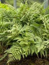 Fern Ghost Fern