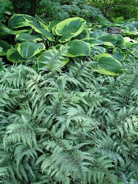 Anthyrium Niponicum Pictum.