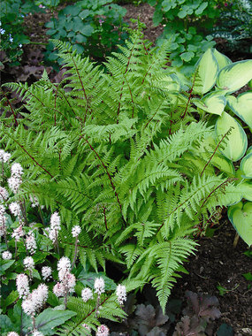 Beautiful "deep" red stem with lush green foliage.