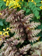Fern Ursula's Red