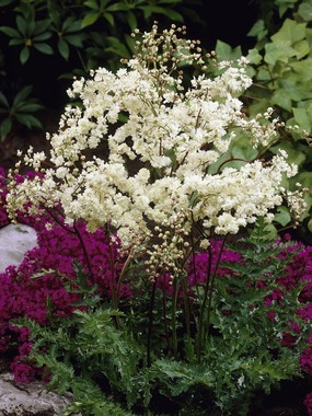 Double white MEADOW-SWEET