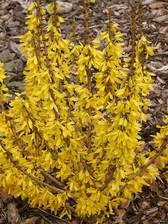 Forsythia Show Off Sugar Baby Series