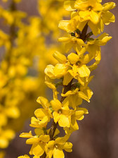 Forsythia Show Off Series