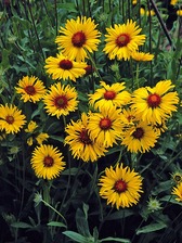 Gaillardia Amber Wheels