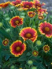 Gaillardia Bijou