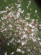 Gaura Lindheimeri