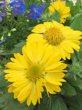 Gaillardia Mesa Yellow