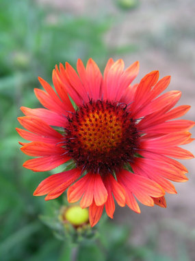 Marmalade-orange-brown daisies
