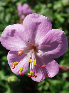 Bright pink. Low wide clumps.