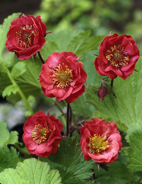 Dark red flowers blooming upward.