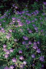 Geranium Nimbus