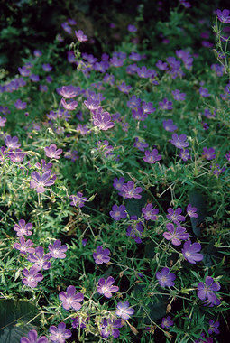 Blue flowers with a pale center. Improved variety