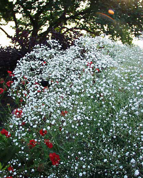 BABY'S BREATH. Double white flower.