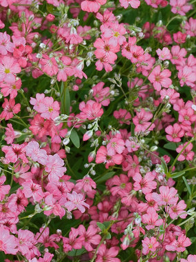 Baby's breath in a bright rose pink.