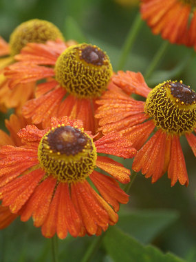 Very attractive to butterflies, and a fantastic cut flower.
