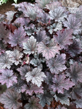Heuchera Frosted Violet