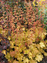 Heuchera Ginger Ale