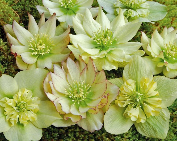 product viewer helleborus golden lotus product viewer helleborus golden lotus