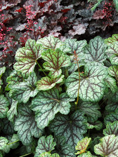 Heuchera Green Spice