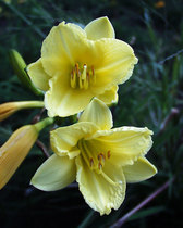 Hemerocallis Happy Returns