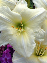Hemerocallis Joan Senior