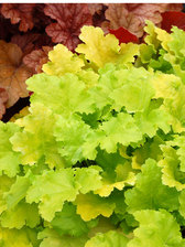 Heuchera Lime Rickey