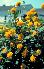 Helianthus Flore Pleno