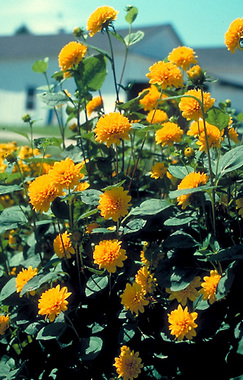 PERENNIAL SUNFLOWER. Double yellow