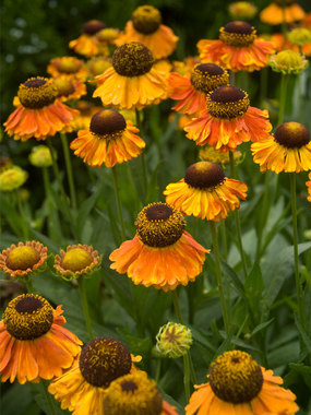 Yellow petals splashed with orange-red around brown centers
