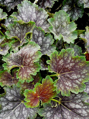 Unique foliage changes color with the seasons