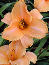 Hemerocallis Ruffled Apricot