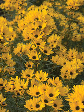 Helianthus Table Mountain