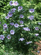 Hibiscus Blue Satin
