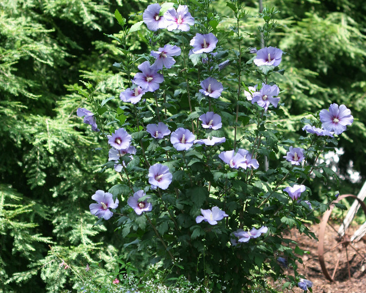 Product Viewer - Hibiscus Blue-Satin