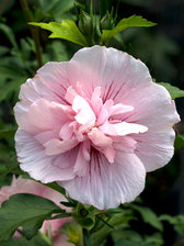 Hibiscus Pink Chiffon