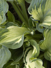 Hosta Guardian Angel