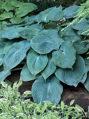 Gigantic heavily textured blue-green leaves