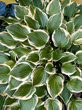 Hosta Lakeside Baby Face