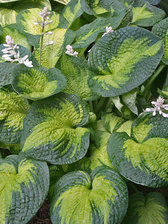 Hosta Brother Stefan