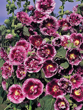 Hollyhock Creme De Cassis