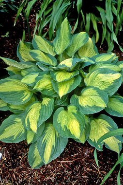 Leaves are yellow with wide green edges.