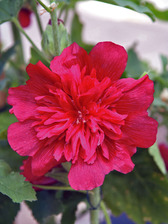 Hollyhock Spring Celebrities Carmine Rose