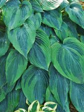 Hosta Devil's Advocate