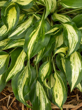 Hosta Dixie Chickadee