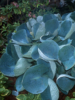 A unique display of blue green leaves.