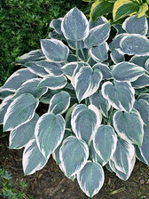 Hosta El Nino