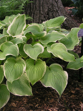 Apple green leaves with creamy edges. Incredibly fragrant flowers