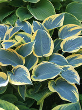 Hosta First Frost