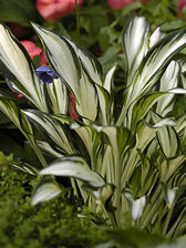 Hosta Fireworks